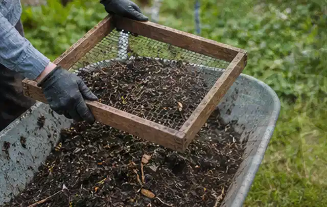 Behandschuhte Hände sieben reifen Kompost über einer Gartenschubkarre; Thema Oregano, Schwerpunkt Hochbeet; Kontrolle.