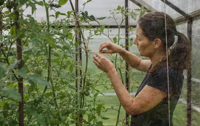 Person bindet junge Tomatentriebe in einem privaten Gewächshaus vorsichtig an; Thema Oregano, Schwerpunkt Kräuter; Kontrolle.
