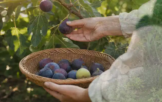 Hand pflückt eine reife Feige über einem flachen Korb mit Früchten; Thema Oregano, Schwerpunkt Lagerung; Ausgangslage.