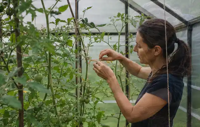 Person bindet junge Tomatentriebe in einem privaten Gewächshaus vorsichtig an; Thema Oregano, Schwerpunkt Lagerung; Praxisalltag.