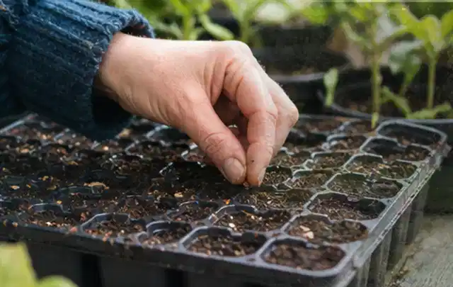 Hand legt einzelne Samen in vorbereitete Anzuchtschalen mit lockerer Erde; Thema Oregano, Schwerpunkt Nährstoffe; Kontrolle.