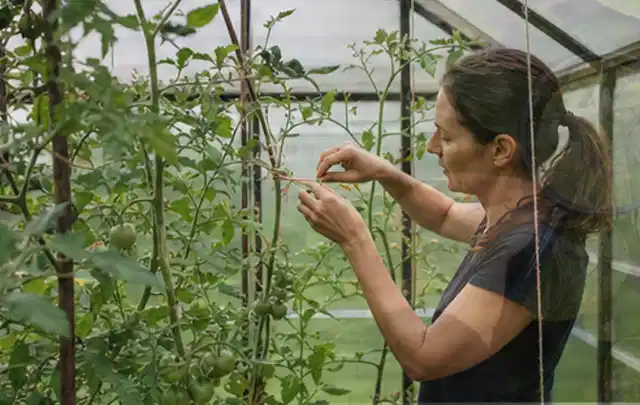Person bindet junge Tomatentriebe in einem privaten Gewächshaus vorsichtig an; Thema Oregano, Schwerpunkt Nährstoffe; Ergebnis.