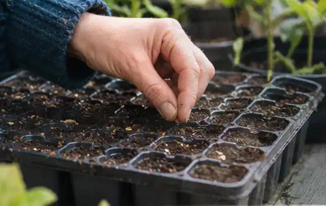 Hand legt einzelne Samen in vorbereitete Anzuchtschalen mit lockerer Erde; Thema Oregano, Schwerpunkt Pflanzenschutz; Umsetzung.