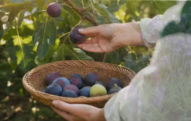 Hand pflückt eine reife Feige über einem flachen Korb mit Früchten; Thema Oregano, Schwerpunkt Pflanzenschutz; Kontrolle.