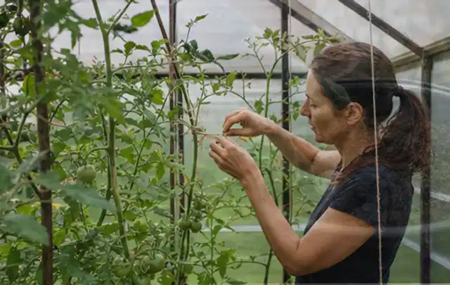 Person bindet junge Tomatentriebe in einem privaten Gewächshaus vorsichtig an; Thema Oregano, Schwerpunkt Pflanzenschutz; Ergebnis.