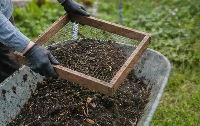 Behandschuhte Hände sieben reifen Kompost über einer Gartenschubkarre; Thema Oregano, Schwerpunkt Pflanzung; Umsetzung.