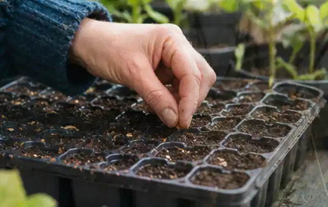 Hand legt einzelne Samen in vorbereitete Anzuchtschalen mit lockerer Erde; Thema Oregano, Schwerpunkt Pflanzung; Kontrolle.