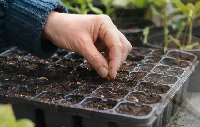 Hand legt einzelne Samen in vorbereitete Anzuchtschalen mit lockerer Erde; Thema Oregano, Schwerpunkt Saisonkalender; Ergebnis.