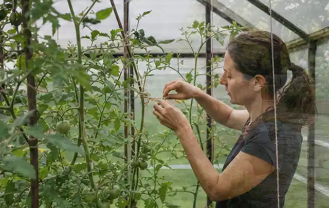 Person bindet junge Tomatentriebe in einem privaten Gewächshaus vorsichtig an; Thema Oregano, Schwerpunkt Schnitt; Ausgangslage.