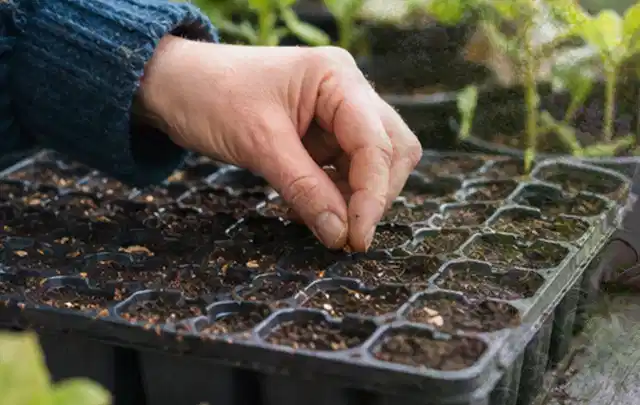 Hand legt einzelne Samen in vorbereitete Anzuchtschalen mit lockerer Erde; Thema Oregano, Schwerpunkt Sortenwahl; Ausgangslage.