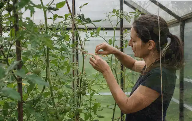 Person bindet junge Tomatentriebe in einem privaten Gewächshaus vorsichtig an; Thema Oregano, Schwerpunkt Sortenwahl; Umsetzung.