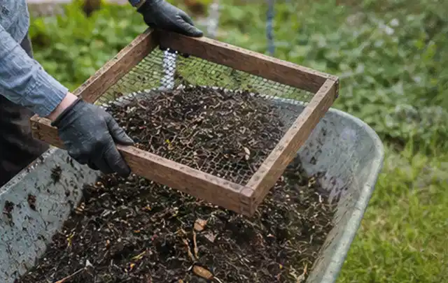 Behandschuhte Hände sieben reifen Kompost über einer Gartenschubkarre; Thema Oregano, Schwerpunkt Sortenwahl; Praxisalltag.