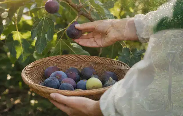 Hand pflückt eine reife Feige über einem flachen Korb mit Früchten; Thema Oregano, Schwerpunkt Standort; Ausgangslage.