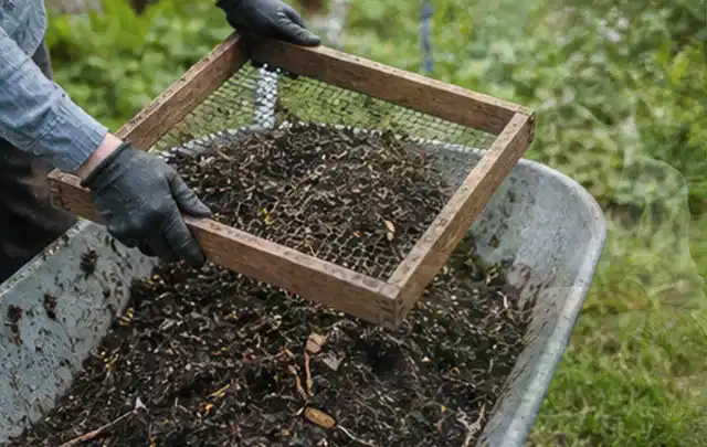 Behandschuhte Hände sieben reifen Kompost über einer Gartenschubkarre; Thema Oregano, Schwerpunkt Standort; Umsetzung.