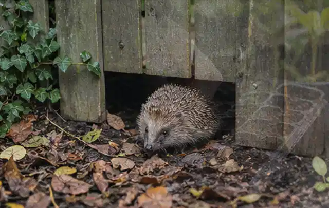 Igel nutzt einen bodennahen Durchgang unter einem hölzernen Gartenzaun; Thema Outdoor Küchen, Schwerpunkt Anwendung; Ausgangslage.