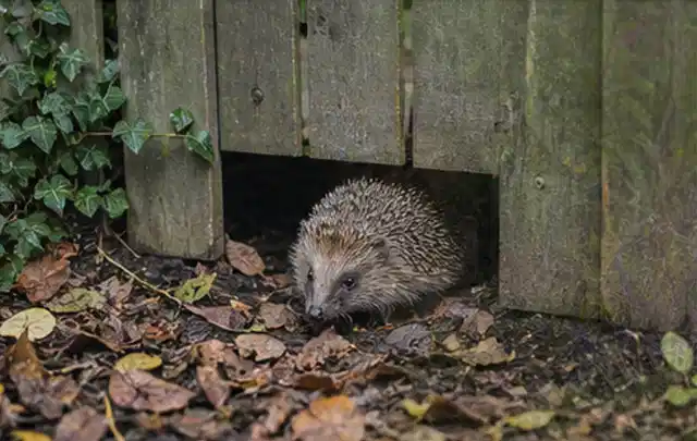 Igel nutzt einen bodennahen Durchgang unter einem hölzernen Gartenzaun; Thema Outdoor Küchen, Schwerpunkt Dimensionierung; Ergebnis.