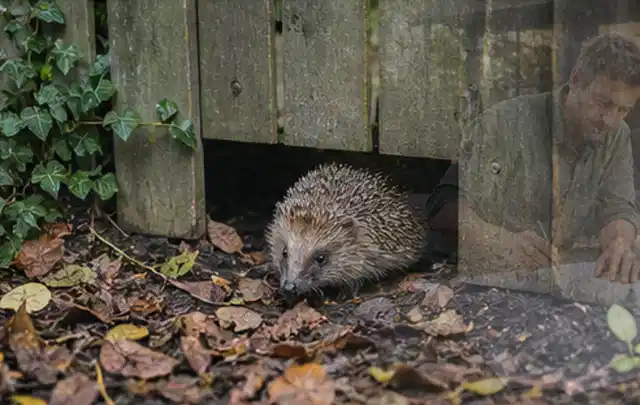 Igel nutzt einen bodennahen Durchgang unter einem hölzernen Gartenzaun; Thema Outdoor Küchen, Schwerpunkt Ersatzteile; Ausgangslage.