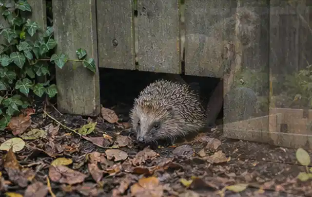 Igel nutzt einen bodennahen Durchgang unter einem hölzernen Gartenzaun; Thema Outdoor Küchen, Schwerpunkt Gärten mit kleiner Fläche; Ausgangslage.