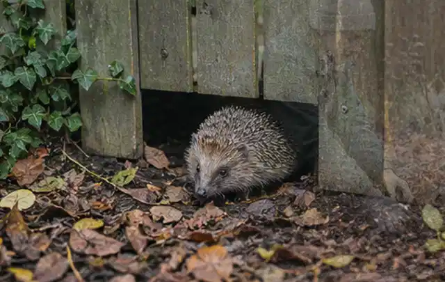 Igel nutzt einen bodennahen Durchgang unter einem hölzernen Gartenzaun; Thema Outdoor Küchen, Schwerpunkt Kaufberatung; Kontrolle.