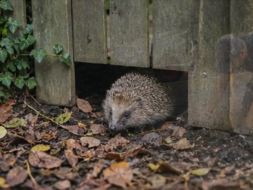 Igel nutzt einen bodennahen Durchgang unter einem hölzernen Gartenzaun; Thema Outdoor Küchen, Schwerpunkt Leistung; Titelbild.