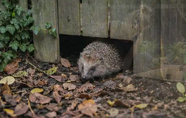 Igel nutzt einen bodennahen Durchgang unter einem hölzernen Gartenzaun; Thema Outdoor Küchen, Schwerpunkt Nachhaltigkeit; Kontrolle.