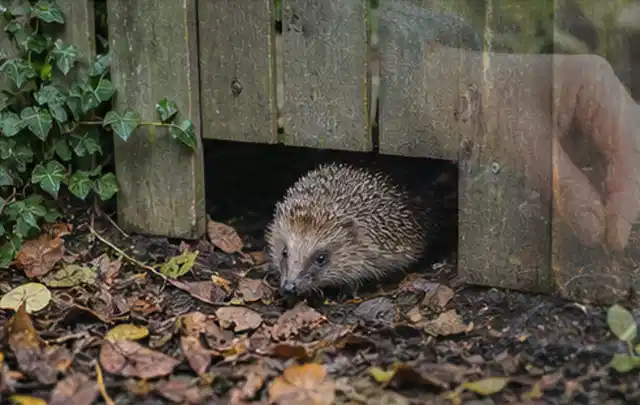Igel nutzt einen bodennahen Durchgang unter einem hölzernen Gartenzaun; Thema Outdoor Küchen, Schwerpunkt Outdoor Freizeit; Ergebnis.