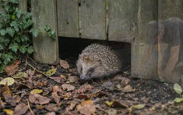 Igel nutzt einen bodennahen Durchgang unter einem hölzernen Gartenzaun; Thema Outdoor Küchen, Schwerpunkt Reinigung; Umsetzung.