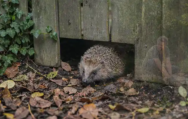 Igel nutzt einen bodennahen Durchgang unter einem hölzernen Gartenzaun; Thema Outdoor Küchen, Schwerpunkt Reparatur; Ausgangslage.