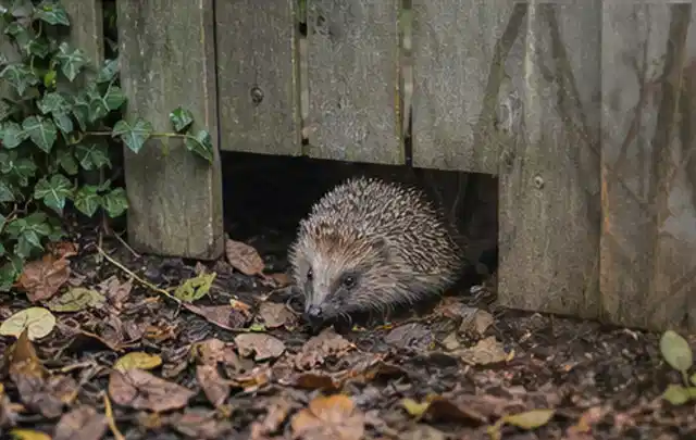 Igel nutzt einen bodennahen Durchgang unter einem hölzernen Gartenzaun; Thema Outdoor Küchen, Schwerpunkt Sicherheit; Umsetzung.