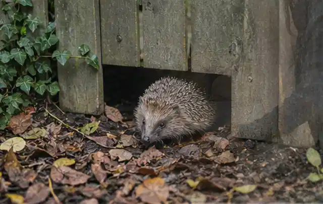 Igel nutzt einen bodennahen Durchgang unter einem hölzernen Gartenzaun; Thema Outdoor Küchen, Schwerpunkt Testkriterien; Kontrolle.