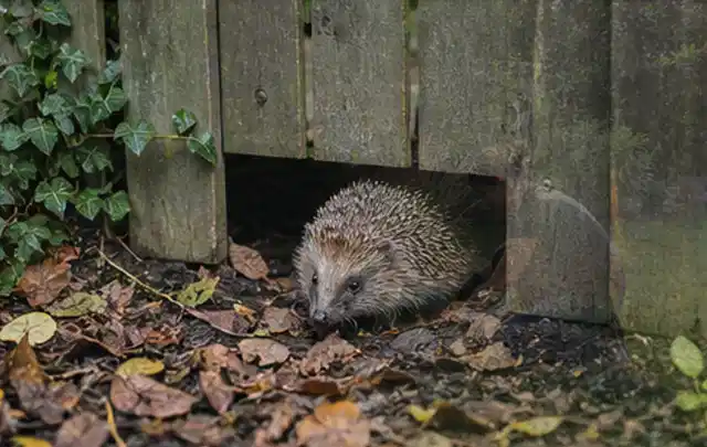 Igel nutzt einen bodennahen Durchgang unter einem hölzernen Gartenzaun; Thema Outdoor Küchen, Schwerpunkt Vergleich; Umsetzung.