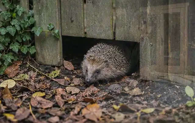 Igel nutzt einen bodennahen Durchgang unter einem hölzernen Gartenzaun; Thema Outdoor Küchen, Schwerpunkt Wartung; Ergebnis.