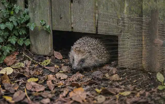 Igel nutzt einen bodennahen Durchgang unter einem hölzernen Gartenzaun; Thema Outdoor Küchen, Schwerpunkt Winterlager; Kontrolle.