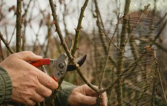 Hände schneiden einen älteren Rosenstrauch mit einer sauberen Gartenschere; Thema Palmen, Schwerpunkt Bewässerung; Umsetzung.