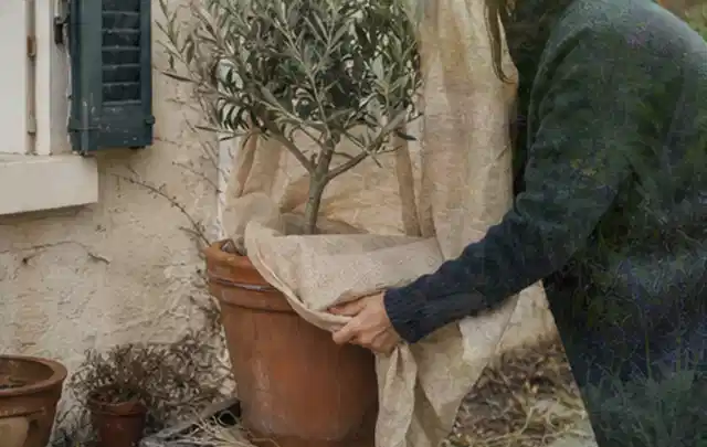 Person umhüllt eine mediterrane Kübelpflanze mit atmungsaktivem Winterschutz; Thema Palmen, Schwerpunkt Bewässerung; Praxisalltag.