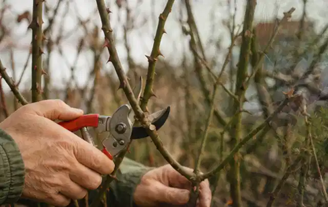 Hände schneiden einen älteren Rosenstrauch mit einer sauberen Gartenschere; Thema Palmen, Schwerpunkt Boden; Kontrolle.