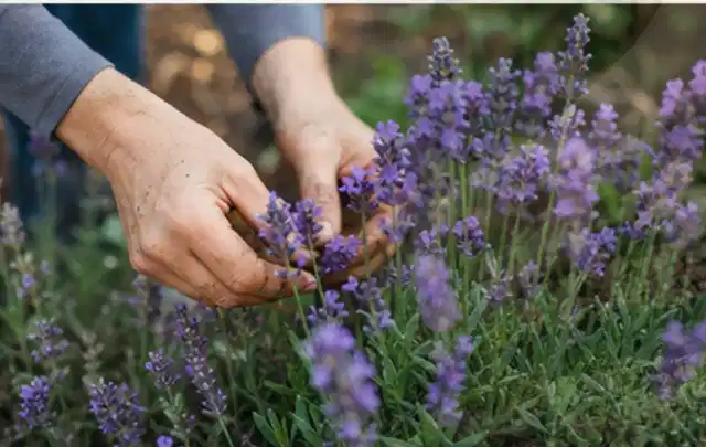 Hände pflegen blühenden Lavendel in einem natürlich angelegten Gartenbeet; Thema Palmen, Schwerpunkt Boden; Ergebnis.