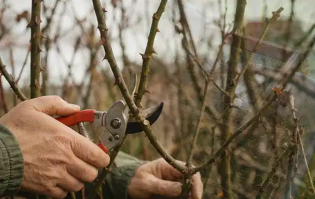 Hände schneiden einen älteren Rosenstrauch mit einer sauberen Gartenschere; Thema Palmen, Schwerpunkt Düngung; Praxisalltag.
