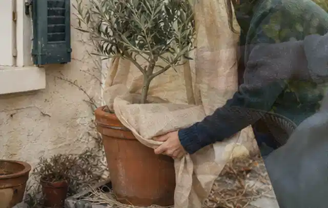 Person umhüllt eine mediterrane Kübelpflanze mit atmungsaktivem Winterschutz; Thema Palmen, Schwerpunkt Einsteigerwissen; Praxisalltag.