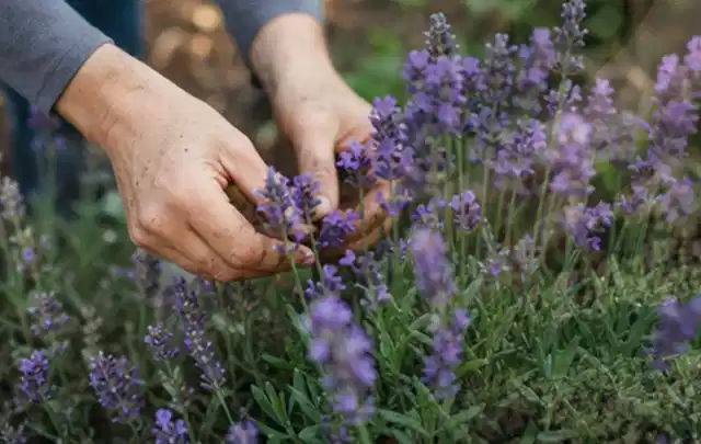 Hände pflegen blühenden Lavendel in einem natürlich angelegten Gartenbeet; Thema Palmen, Schwerpunkt Fehlerhilfe; Ausgangslage.