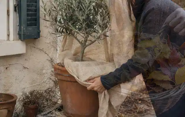 Person umhüllt eine mediterrane Kübelpflanze mit atmungsaktivem Winterschutz; Thema Palmen, Schwerpunkt Gartenpraxis; Ausgangslage.