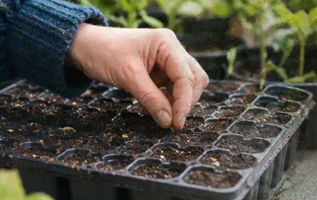 Hand legt einzelne Samen in vorbereitete Anzuchtschalen mit lockerer Erde; Thema Palmen, Schwerpunkt Gartenpraxis; Umsetzung.