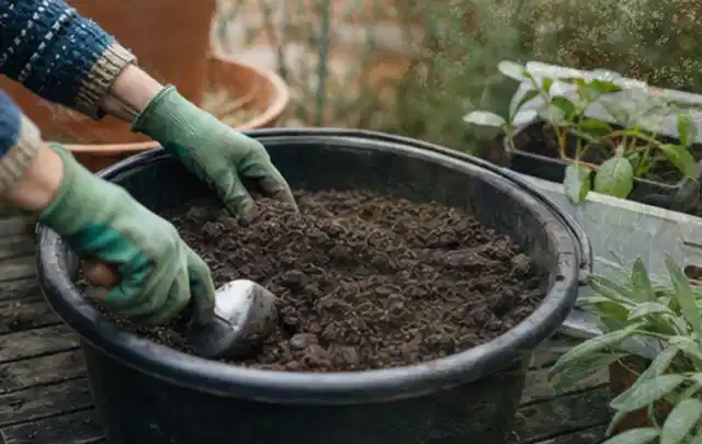 Behandschuhte Hände bereiten lockere Pflanzerde in einem großen Kübel vor; Thema Palmen, Schwerpunkt Gartenpraxis; Ergebnis.