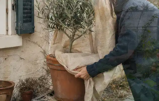Person umhüllt eine mediterrane Kübelpflanze mit atmungsaktivem Winterschutz; Thema Palmen, Schwerpunkt Jahrespflege; Ausgangslage.