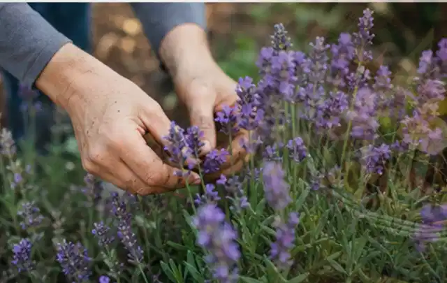 Hände pflegen blühenden Lavendel in einem natürlich angelegten Gartenbeet; Thema Palmen, Schwerpunkt Jahrespflege; Umsetzung.
