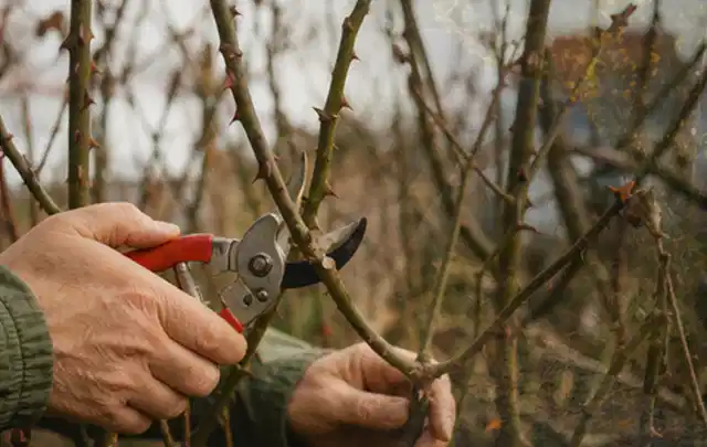 Hände schneiden einen älteren Rosenstrauch mit einer sauberen Gartenschere; Thema Palmen, Schwerpunkt Jahrespflege; Praxisalltag.
