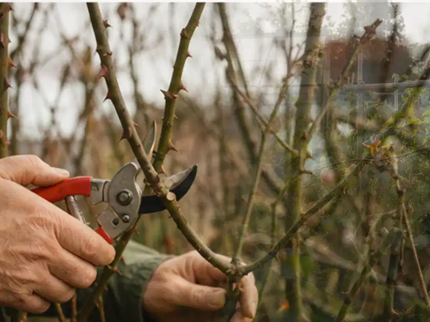 Hände schneiden einen älteren Rosenstrauch mit einer sauberen Gartenschere; Thema Palmen, Schwerpunkt Kaufberatung; Titelbild.