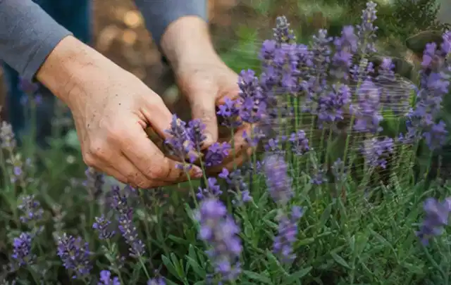 Hände pflegen blühenden Lavendel in einem natürlich angelegten Gartenbeet; Thema Palmen, Schwerpunkt Pflanzen; Ergebnis.
