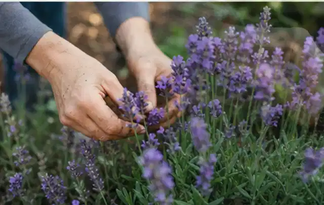 Hände pflegen blühenden Lavendel in einem natürlich angelegten Gartenbeet; Thema Palmen, Schwerpunkt Pflanzengesundheit; Ausgangslage.