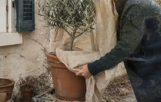 Person umhüllt eine mediterrane Kübelpflanze mit atmungsaktivem Winterschutz; Thema Palmen, Schwerpunkt Pflanzengesundheit; Ergebnis.
